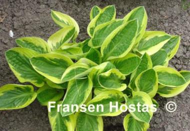 Hosta Brim Cup