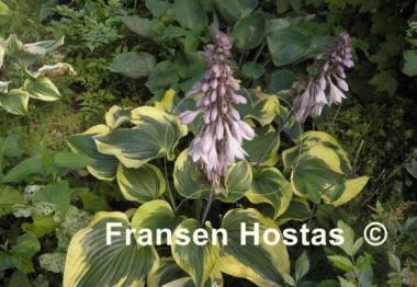 Hosta Broad Band