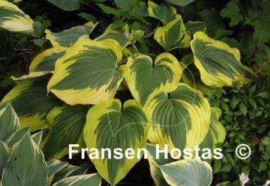 Hosta Broad Band