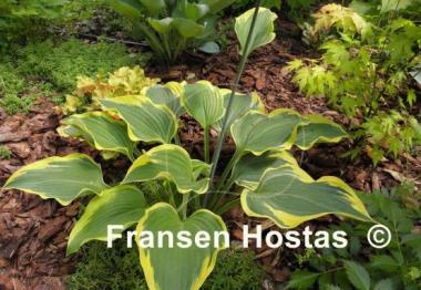 Hosta Broad Band