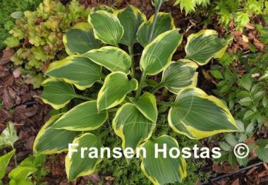 Hosta Broad Band
