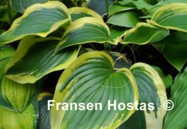 Hosta Broad Band