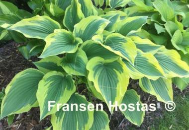 Hosta Broad Band