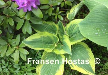 Hosta Broad Band