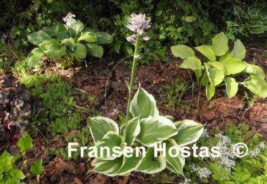 Hosta Broadway