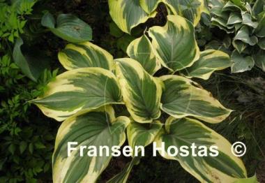 Hosta Broadway