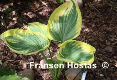 Hosta Broadway