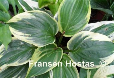 Hosta Broadway