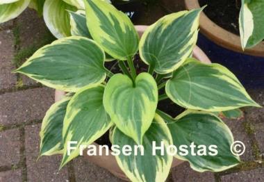 Hosta Broadway