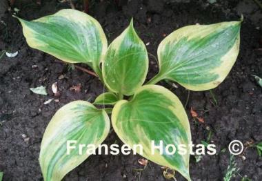 Hosta Broadway