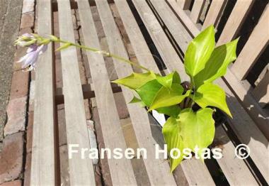Hosta Brocade