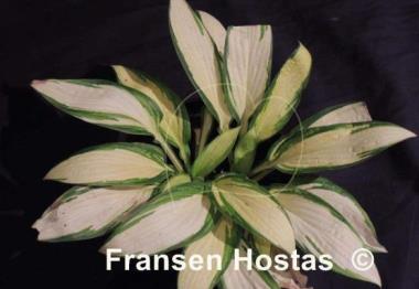 Hosta Bronx Bomber
