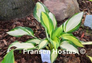 Hosta Bronx Bomber
