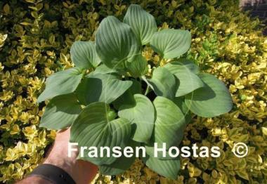 Hosta Brooke