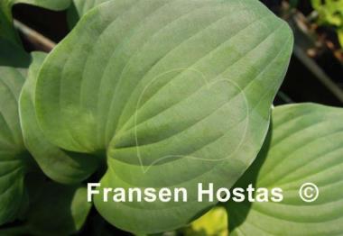 Hosta Brooke