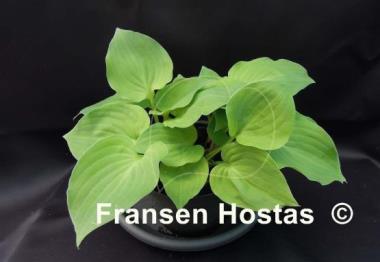 Hosta Brooke