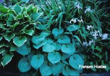 Hosta Brooke