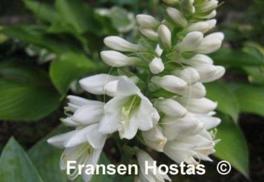 Hosta Brother Ronald