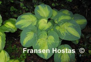 Hosta Brother Stefan