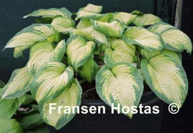 Hosta Brother Stefan