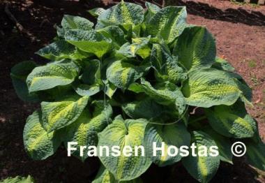 Hosta Brother Stefan