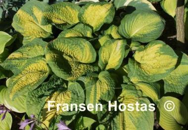 Hosta Brother Stefan