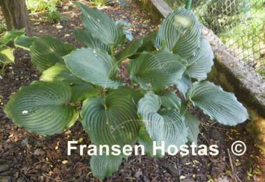 Hosta Brutus