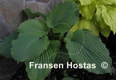 Hosta Brutus