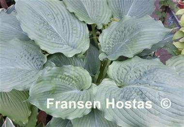 Hosta Brutus