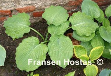 Hosta Brutus
