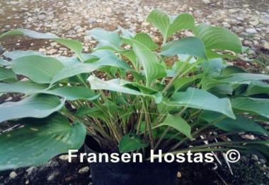 Hosta Bubbatini
