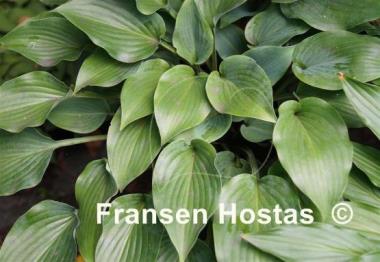 Hosta Bubbatini