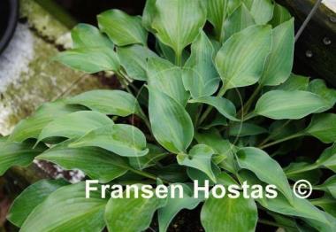 Hosta Bubbatini