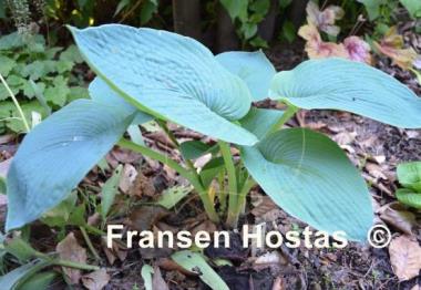 Hosta Buckshaw Blue