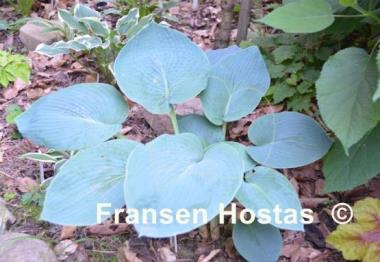 Hosta Buckshaw Blue