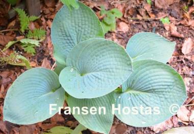Hosta Buckshaw Blue