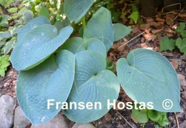 Hosta Buckshaw Blue