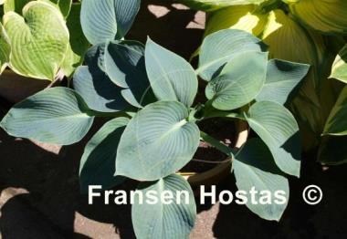 Hosta Buckshaw Blue