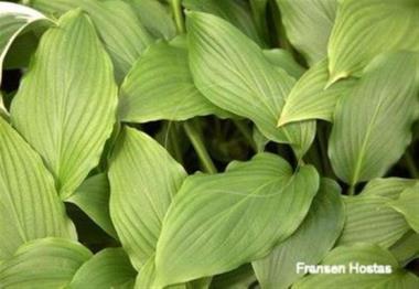 Hosta Buckwheat Honey