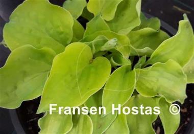 Hosta Buffalo Amber Waves