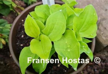 Hosta Buffalo Amber Waves