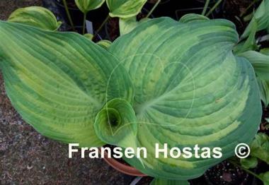 Hosta Buffalo Bill