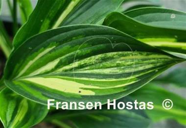Hosta Buffalo Black Soup