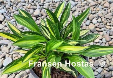 Hosta Buffalo Black Soup