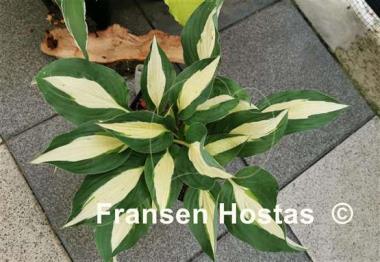 Hosta Buffalo Spring Beauty