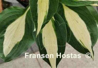 Hosta Buffalo Spring Beauty