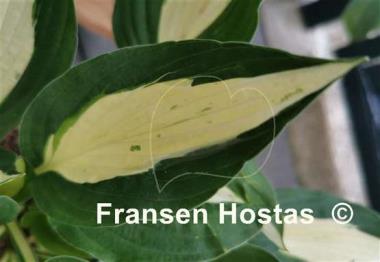 Hosta Buffalo Spring Beauty