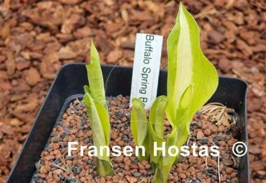 Hosta Buffalo Spring Beauty