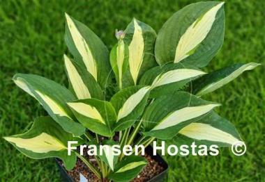 Hosta Buffalo Spring Beauty