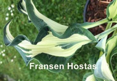 Hosta Bullfrog
